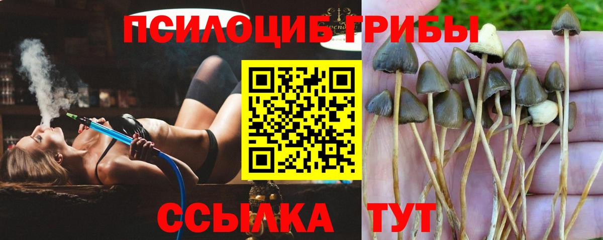 где найти   Вход с VPN  Кудрово  Галлюциногенные грибы Psilocybe  Псилоцибиновые грибы Cubensis 